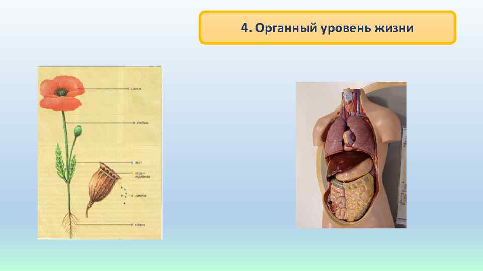 4. Органный уровень жизни 