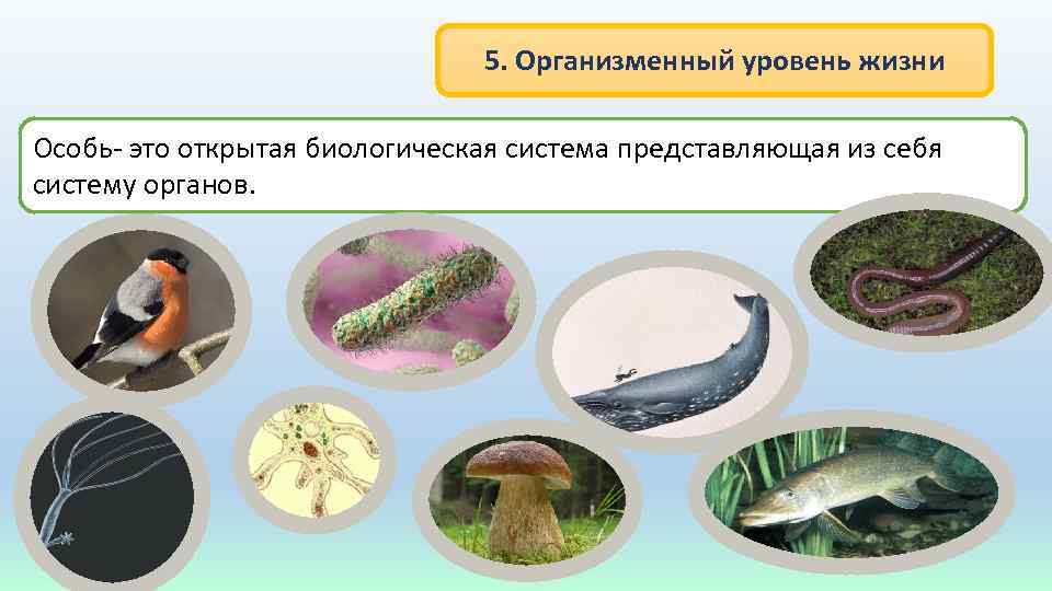 5. Организменный уровень жизни Особь- это открытая биологическая система представляющая из себя систему органов.