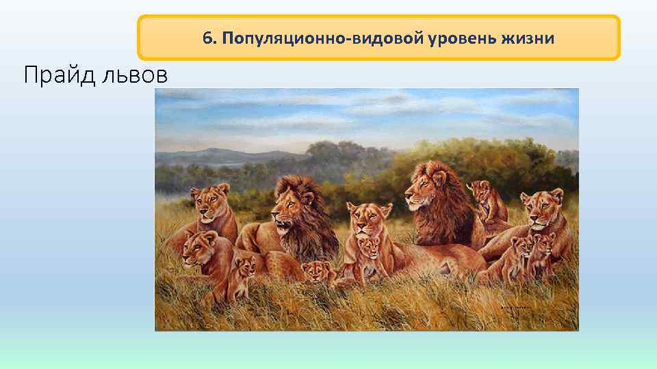 6. Популяционно-видовой уровень жизни Прайд львов 