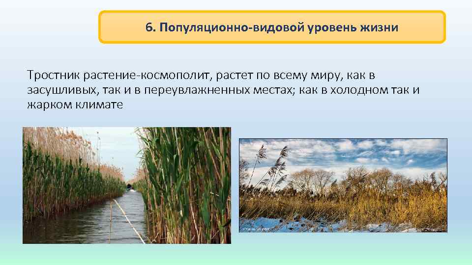 6. Популяционно-видовой уровень жизни Тростник растение-космополит, растет по всему миру, как в засушливых, так