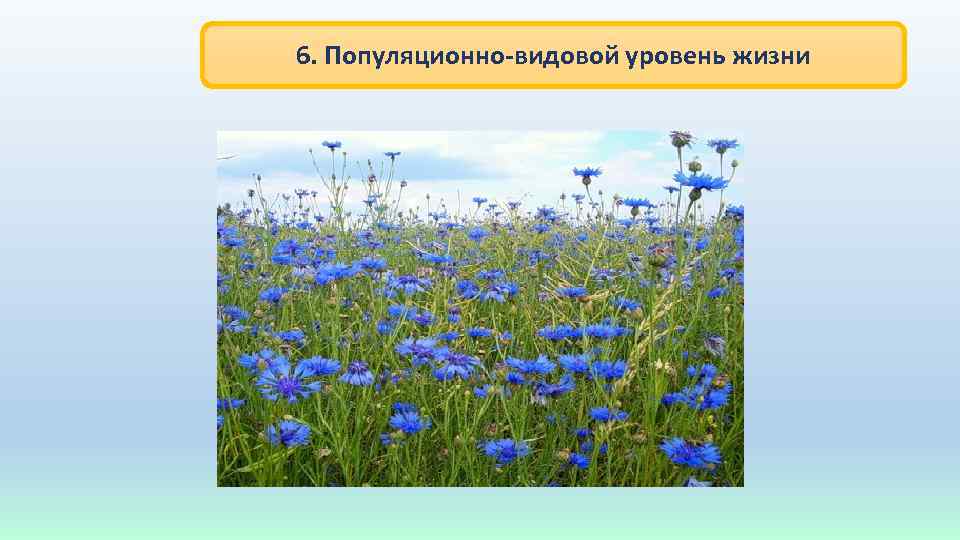 6. Популяционно-видовой уровень жизни 