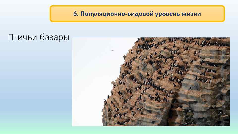 6. Популяционно-видовой уровень жизни Птичьи базары 