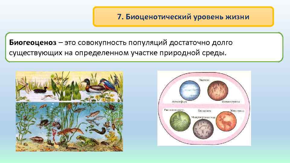 7. Биоценотический уровень жизни Биогеоценоз – это совокупность популяций достаточно долго существующих на определенном
