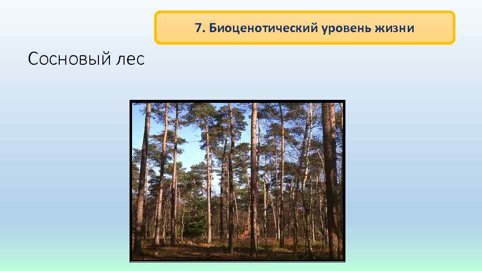 7. Биоценотический уровень жизни Сосновый лес 