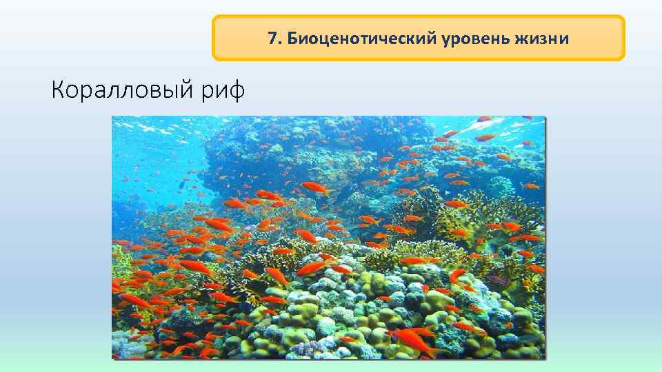 7. Биоценотический уровень жизни Коралловый риф 
