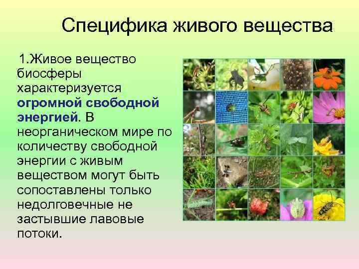 Специфика живого вещества 1. Живое вещество биосферы характеризуется огромной свободной энергией. В неорганическом мире
