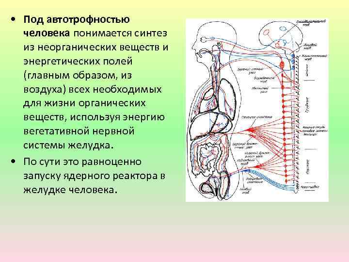  • Под автотрофностью человека понимается синтез из неорганических веществ и энергетических полей (главным