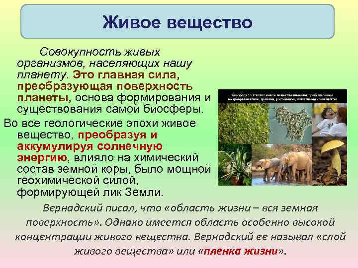 Живое вещество Совокупность живых организмов, населяющих нашу планету. Это главная сила, преобразующая поверхность планеты,