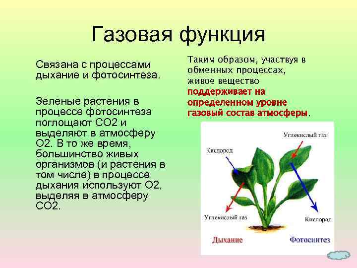 Газовая функция Связана с процессами дыхание и фотосинтеза. Зеленые растения в процессе фотосинтеза поглощают