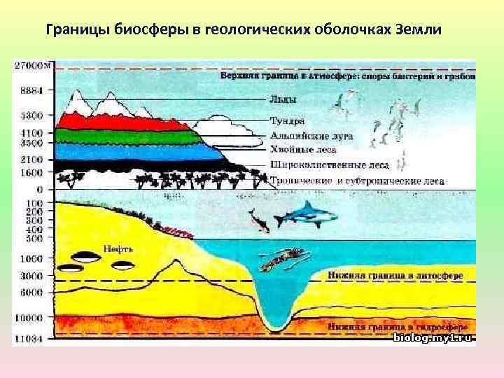 Границы биосферы в геологических оболочках Земли 