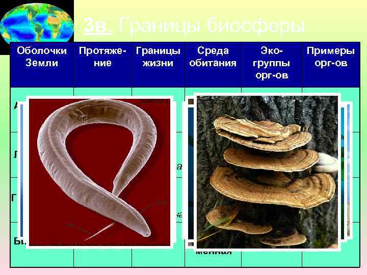 3 в. Границы биосферы Оболочки Протяже- Границы Среда Земли ние жизни обитания Атмосфера 100