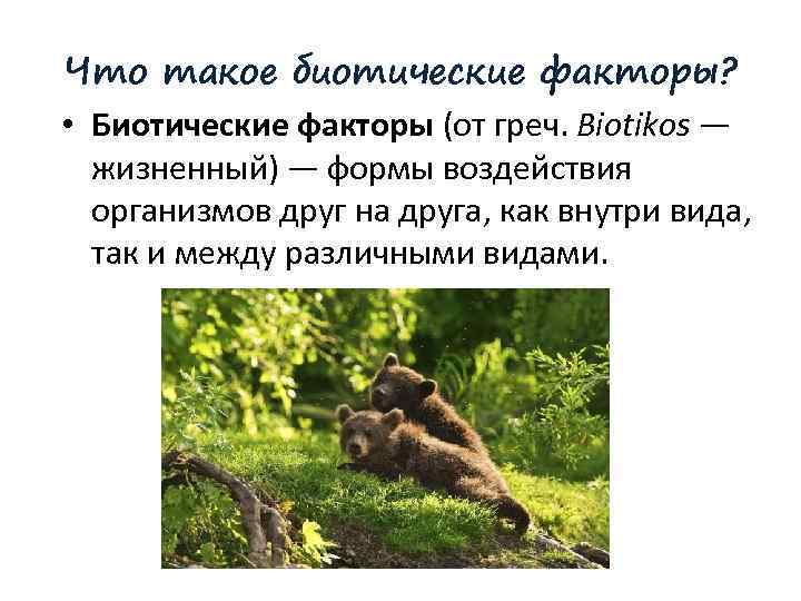 Что такое биотические факторы? • Биотические факторы (от греч. Biotikos — жизненный) — формы