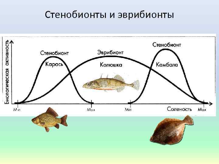 Стенобионты и эврибионты 