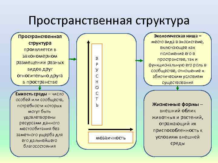 Пространственная структура проявляется в закономерном размещении разных видов друг относительно друга в пространстве Емкость