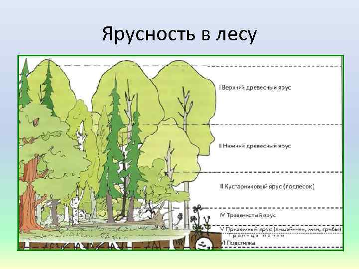 Ярусность в лесу 
