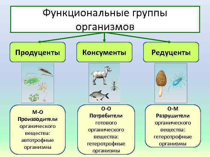 Какими цифрами на схеме обозначены группы организмов к которым относят изображенных растения нителла