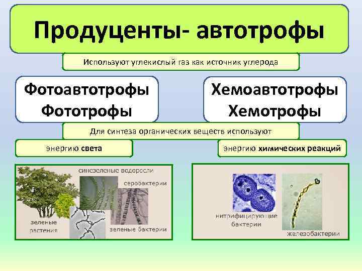 Продуценты автотрофы Используют углекислый газ как источник углерода Фотоавтотрофы Фототрофы Хемоавтотрофы Хемотрофы Для синтеза