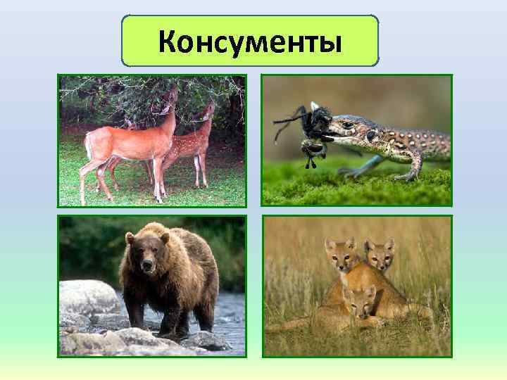 Консументы 