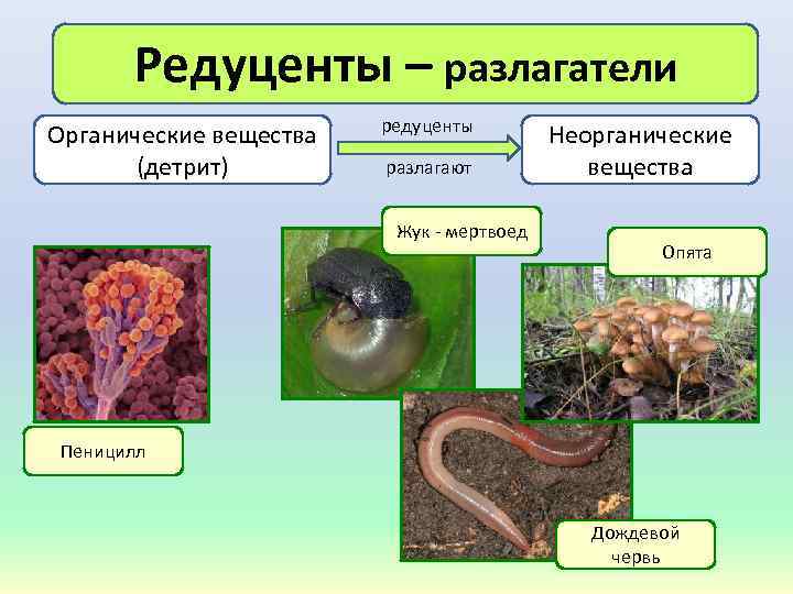 Редуценты – разлагатели Органические вещества (детрит) редуценты разлагают Жук мертвоед Неорганические вещества Опята Пеницилл