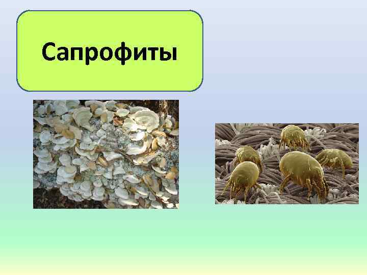 Сапрофиты 