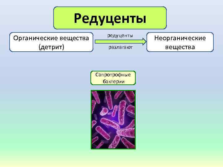 Редуценты Органические вещества (детрит) редуценты разлагают Сапротрофные бактерии Неорганические вещества 