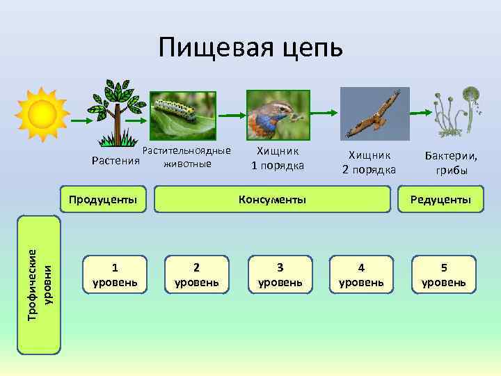 Пищевая цепь Растения Растительноядные животные Трофические уровни Продуценты 1 уровень Хищник 1 порядка Хищник