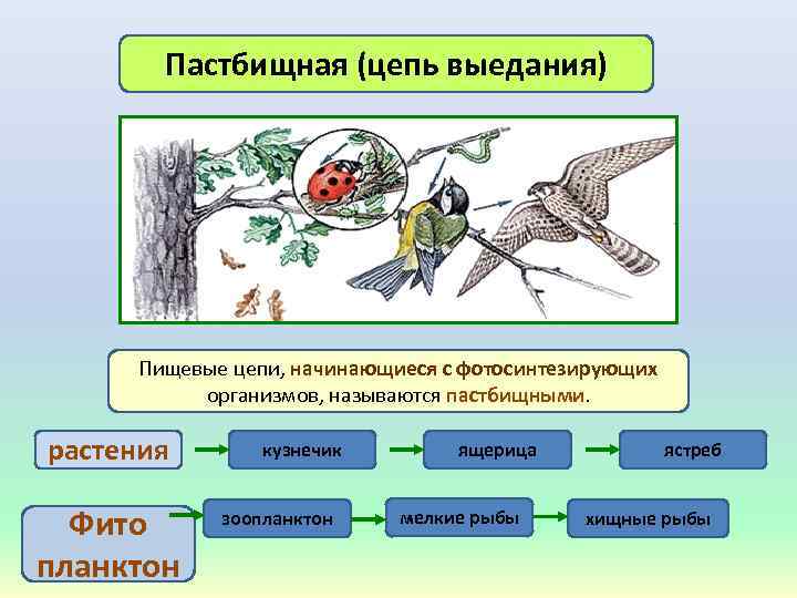 Пастбищная (цепь выедания) Пищевые цепи, начинающиеся с фотосинтезирующих организмов, называются пастбищными. растения Фито планктон