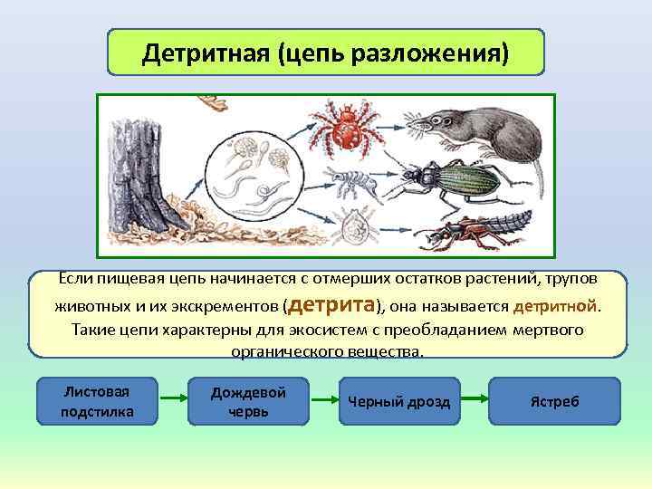 Детритная (цепь разложения) Если пищевая цепь начинается с отмерших остатков растений, трупов животных и