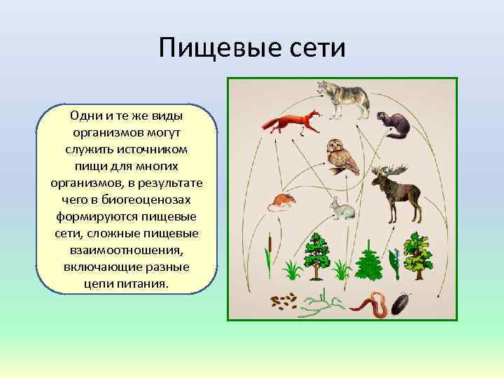 Соотношение организмов. Пищевая сеть это в биологии. Пищевые цепи и сети. Цепь питания сеть питания. Что такое пищевая цепь и пищевая сеть.