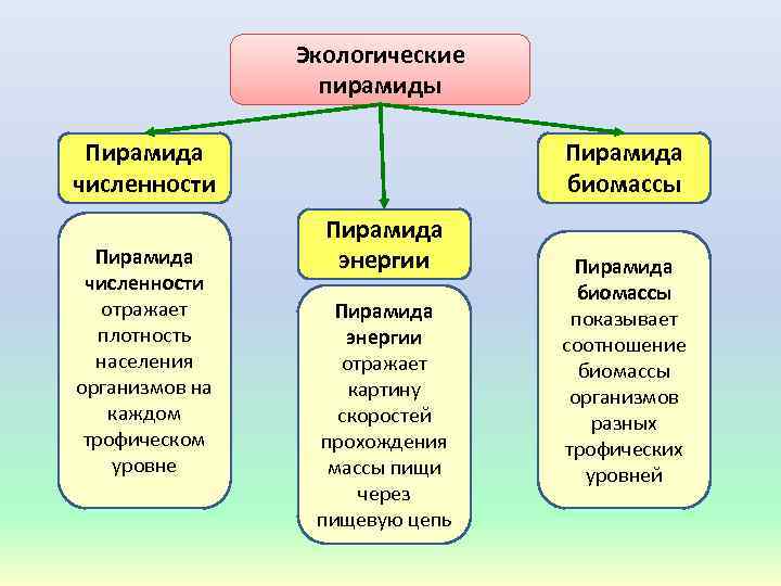 Экологические пирамиды Пирамида численности отражает плотность населения организмов на каждом трофическом уровне Пирамида биомассы