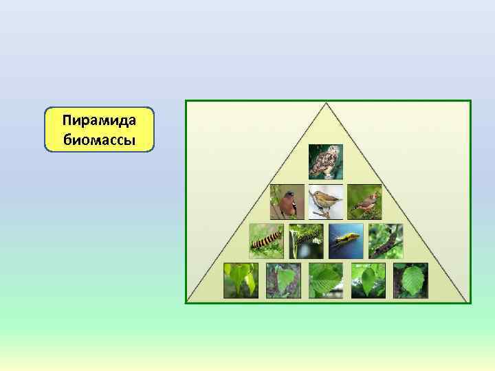 Пирамида биомассы 