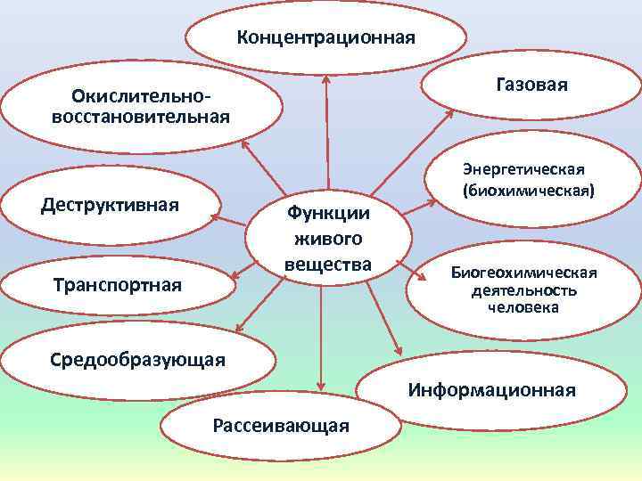 Концентрационная Газовая Окислительно восстановительная Деструктивная Функции живого вещества Транспортная Энергетическая (биохимическая) Биогеохимическая деятельность человека