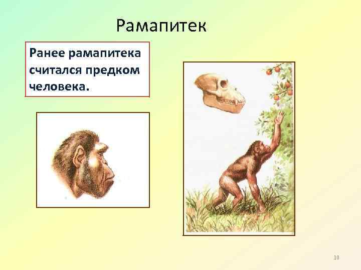Рамапитек Ранее рамапитека считался предком человека. 10 