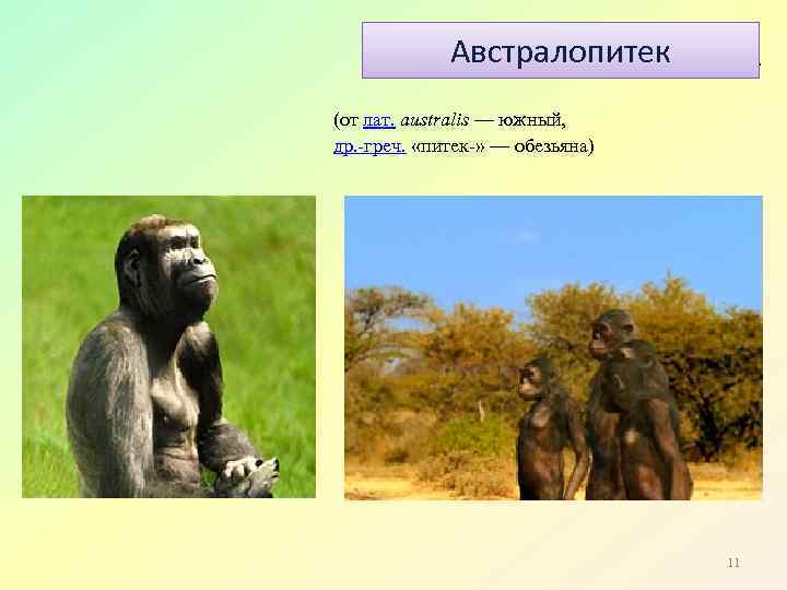 Австралопитек (от лат. australis — южный, др. -греч. «питек-» — обезьяна) 11 