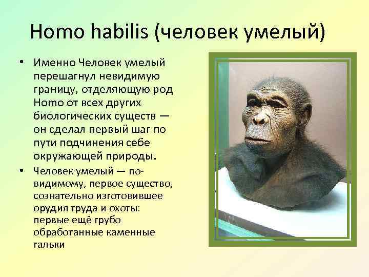 Homo habilis (человек умелый) • Именно Человек умелый перешагнул невидимую границу, отделяющую род Homo