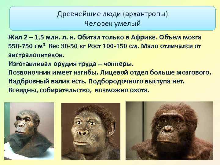 Объем мозга человека умелого. Человек умелый это архантроп. Homo habilis масса мозга. Питекантроп и архантроп. Древнейшие люди архантропы.