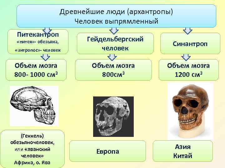 Древнейшие люди (архантропы) Человек выпрямленный Питекантроп «питек» - обезьяна, «антропос» - человек Объем мозга