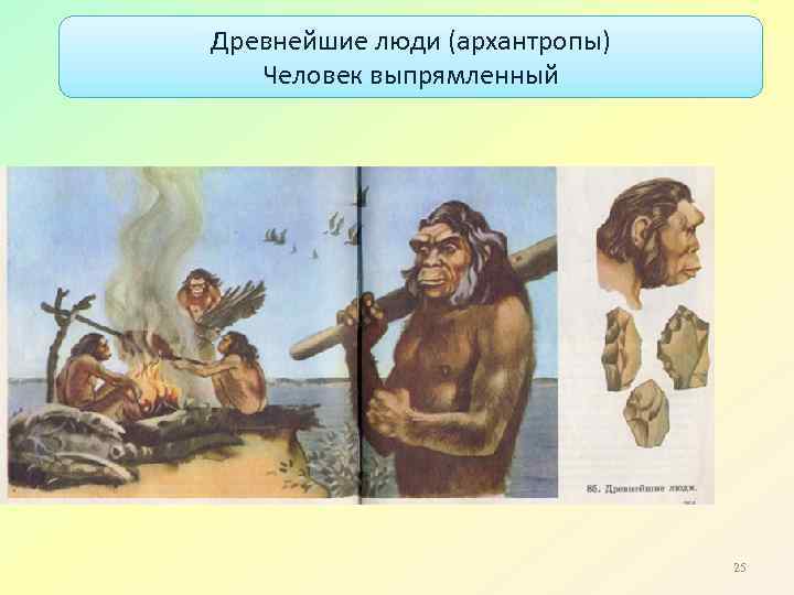 Древнейшие люди (архантропы) Человек выпрямленный 25 