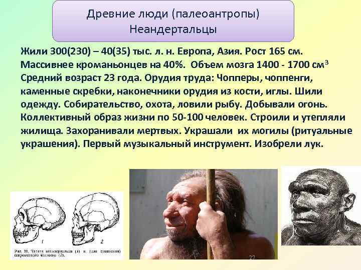 Древние люди (палеоантропы) Неандертальцы Жили 300(230) – 40(35) тыс. л. н. Европа, Азия. Рост