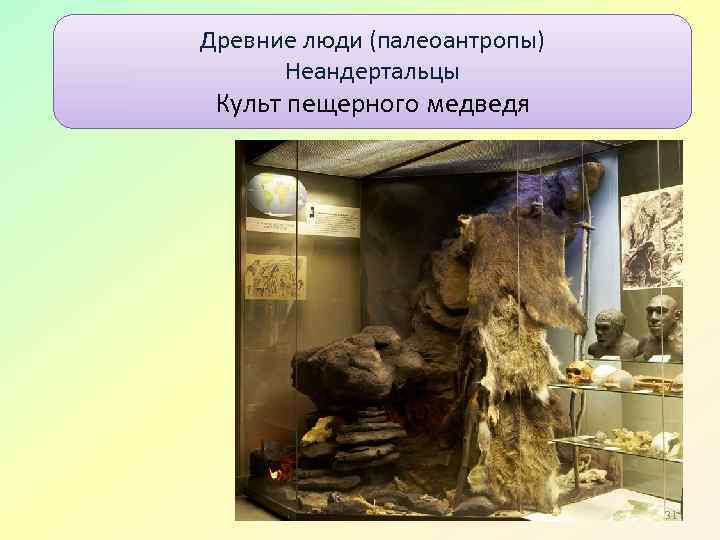 Древние люди (палеоантропы) Неандерталец Неандертальцы Культ пещерного медведя Дарвинский музей 31 