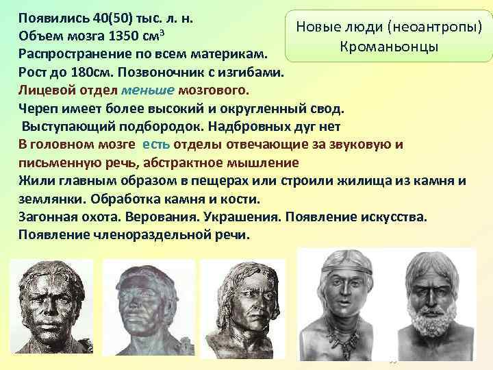  Появились 40(50) тыс. л. н. Новые люди (неоантропы) Объем мозга 1350 см 3