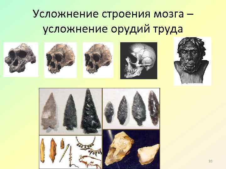 Усложнение строения мозга – усложнение орудий труда 35 