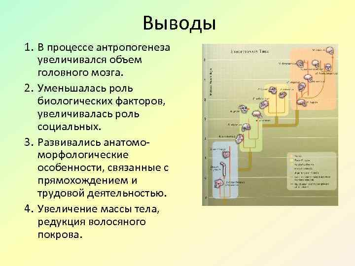 Социальные факторы антропогенеза. Антропогенез вывод. Этапы развития человека вывод. Факторы антропогенеза вывод. Этапы эволюции человека вывод.