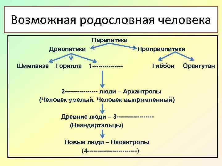 Возможная родословная человека Парапитеки Дриопитеки Шимпанзе Горилла Проприопитеки 1 -------- Гиббон 2 -------- люди