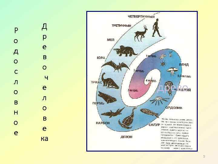 Р о д о с л о в н о е Д р е