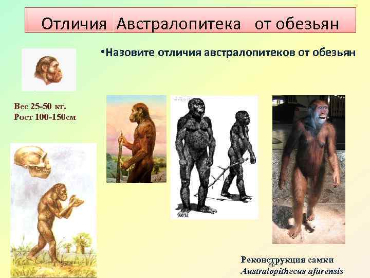 Отличия Австралопитека от обезьян • Назовите отличия австралопитеков от обезьян Вес 25 -50 кг.