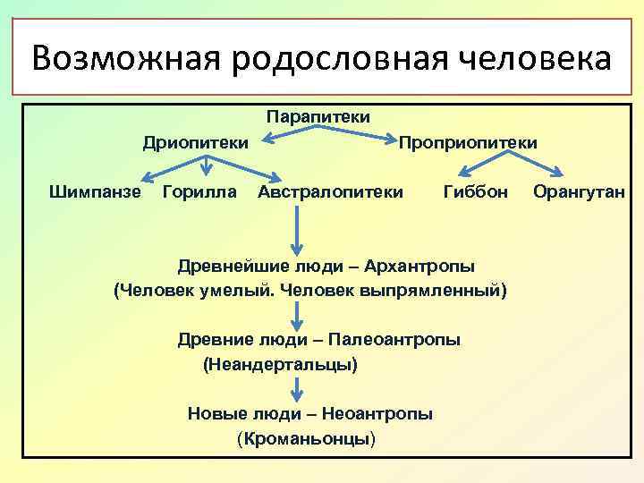 Возможная родословная человека Парапитеки Дриопитеки Шимпанзе Горилла Проприопитеки Австралопитеки Гиббон Древнейшие люди – Архантропы