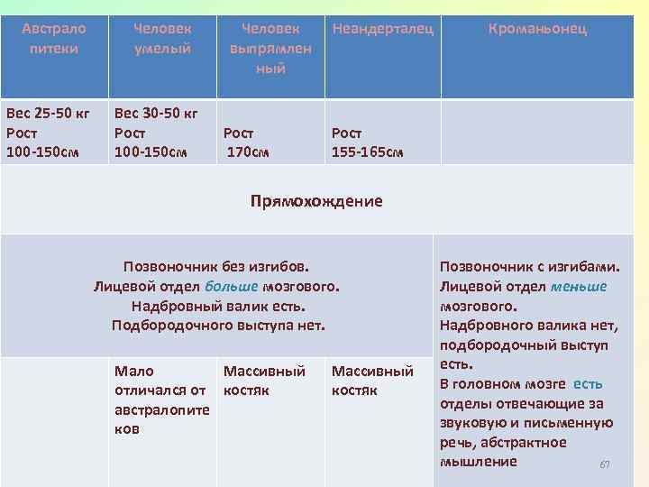 Австрало питеки Вес 25 -50 кг Рост 100 -150 см Человек умелый Вес 30