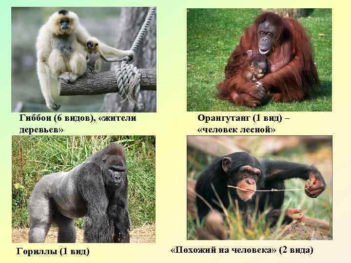 Гиббон (6 видов), «жители деревьев» Гориллы (1 вид) Орангутанг (1 вид) – «человек лесной»