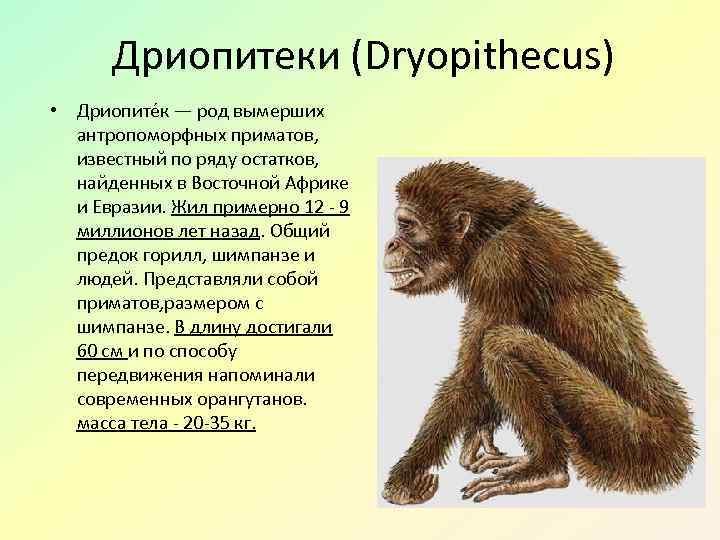 Дриопитеки (Dryopithecus) • Дриопите к — род вымерших антропоморфных приматов, известный по ряду остатков,